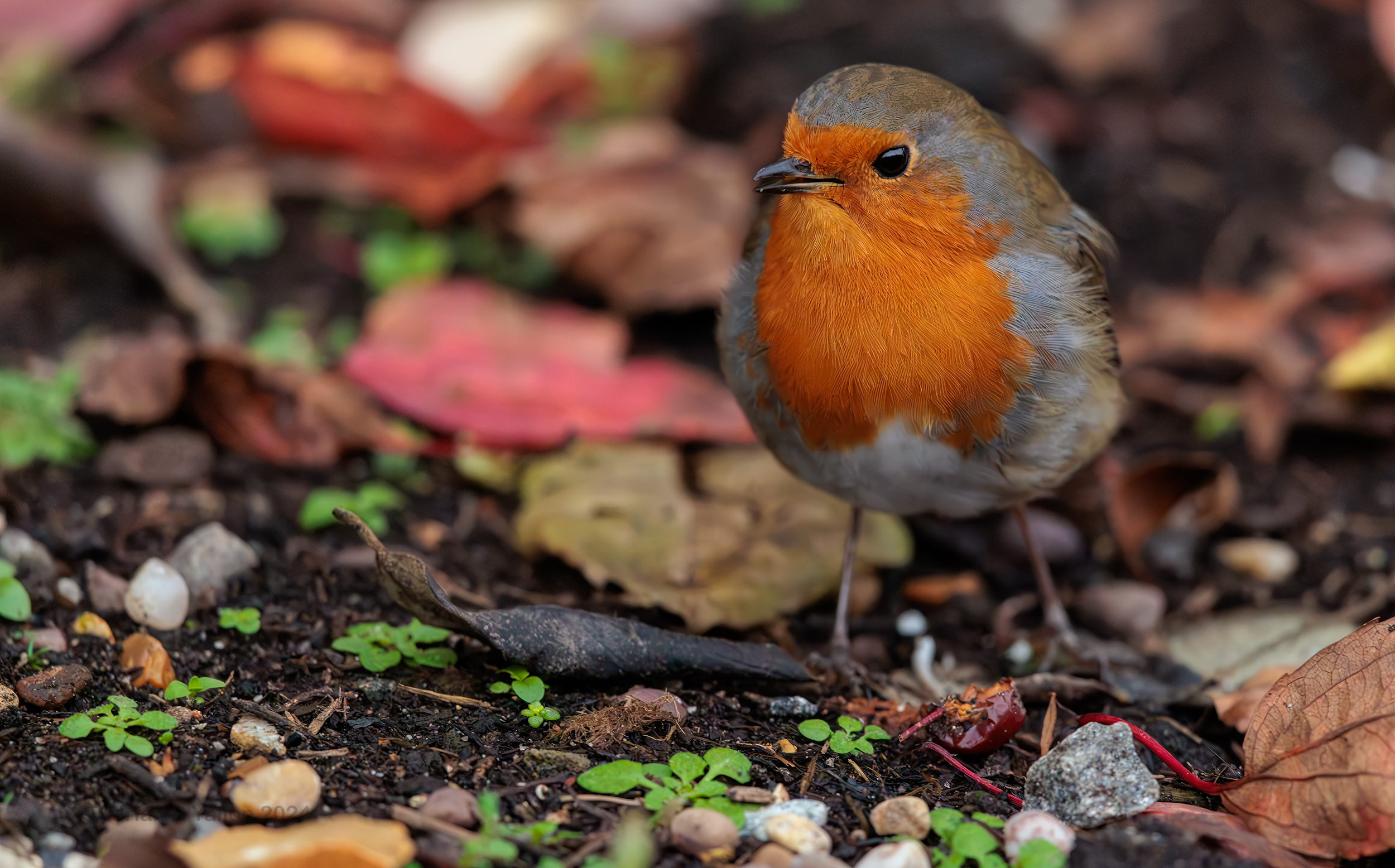 Erithacus rubecula chatting